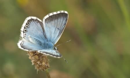 Chalkhill blue butterfly