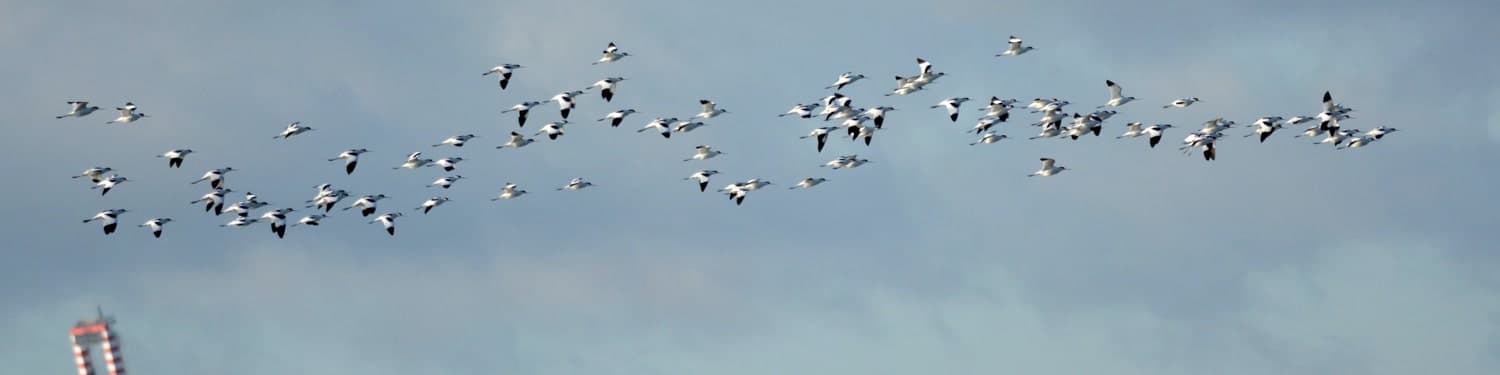 Avocet in breach