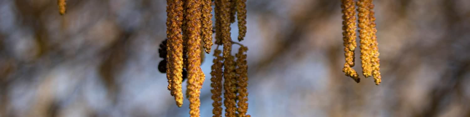 Catkins