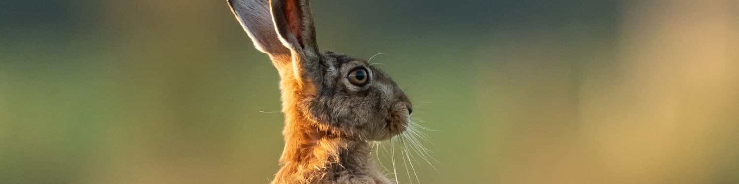 Hare in meadow