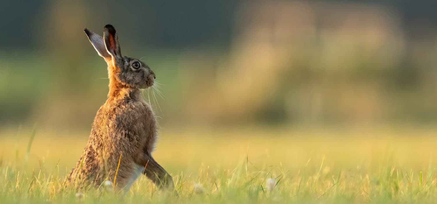 Hare in meadow