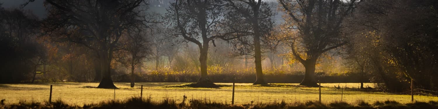 Moody trees