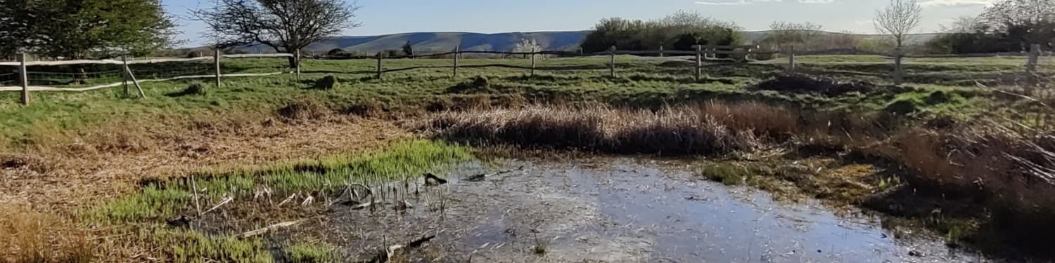 Newt pond