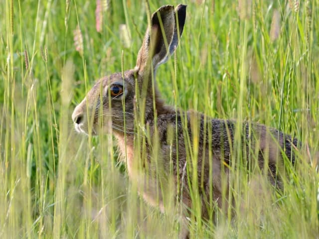 Hare