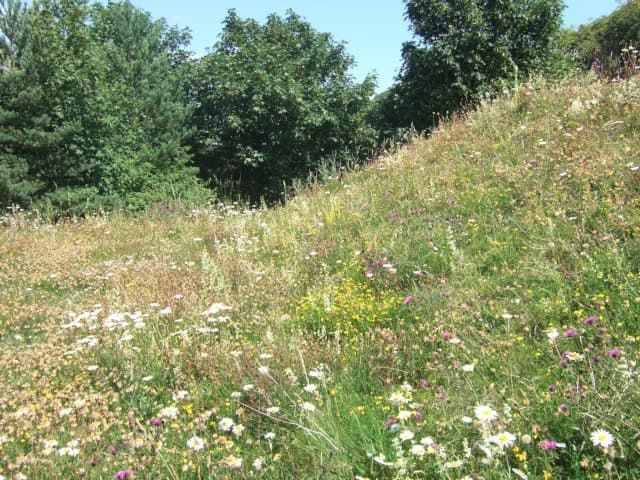 Young meadow