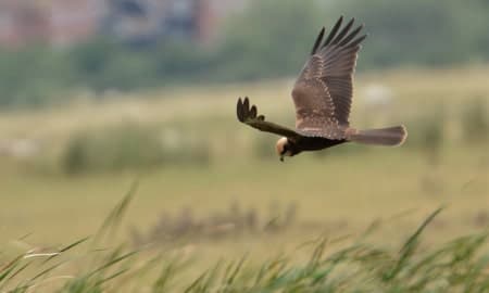 Juvenile Marsh Harrier