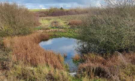 Newt pond