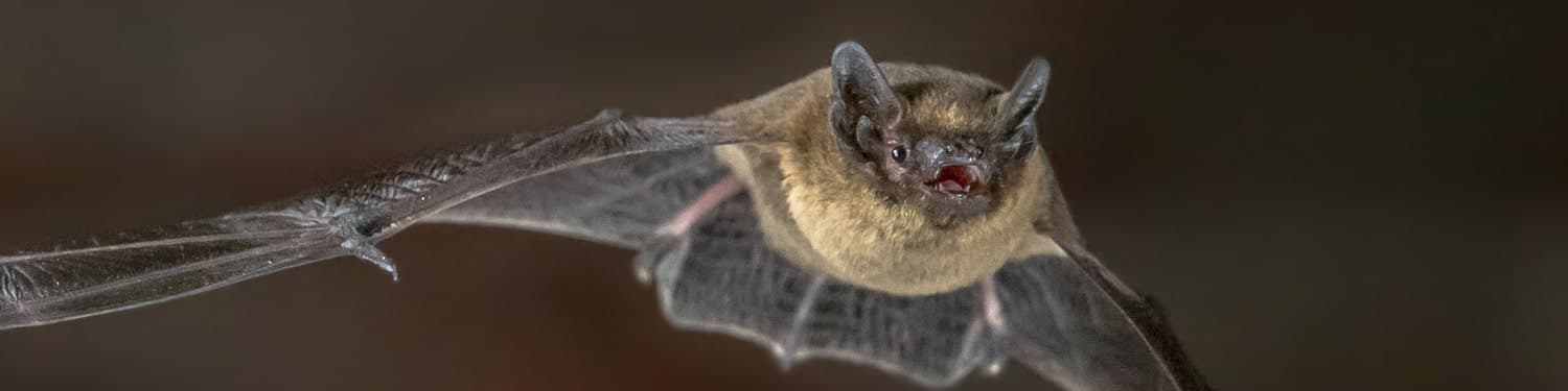 Pipistrelle