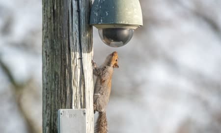 Squirrel looking at a CCTV camera