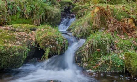 Wooded stream